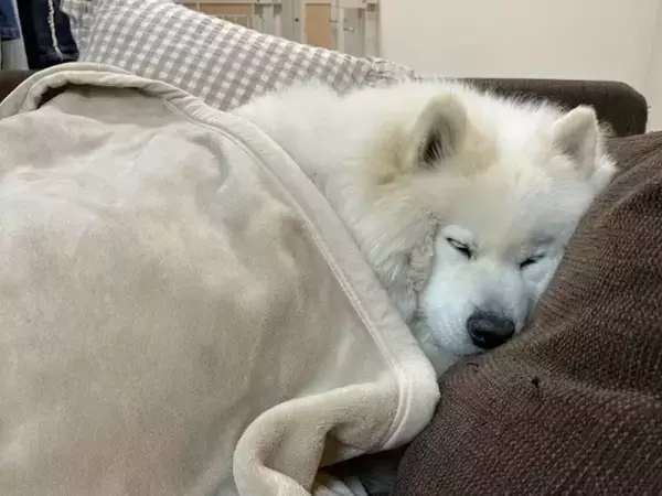 「人間と5年間一緒に過ごした結果」　サモエドが見せた寝姿に「実は背中にチャックがついている？」