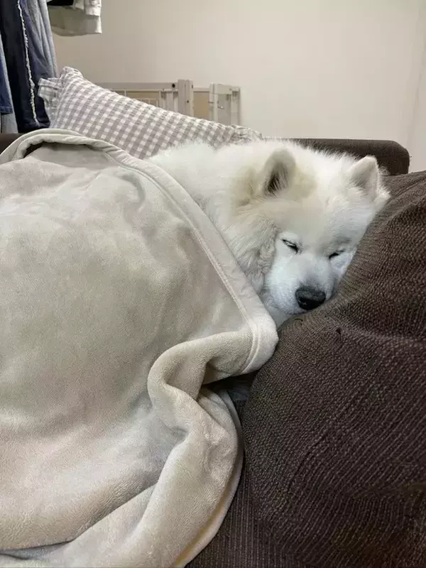 「人間と5年間一緒に過ごした結果」　サモエドが見せた寝姿に「実は背中にチャックがついている？」