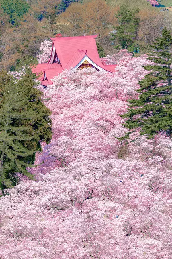 山の上から見下ろすのは…　雲のように広がる桜に「一面ピンクで素敵」「まるで絵画のよう」
