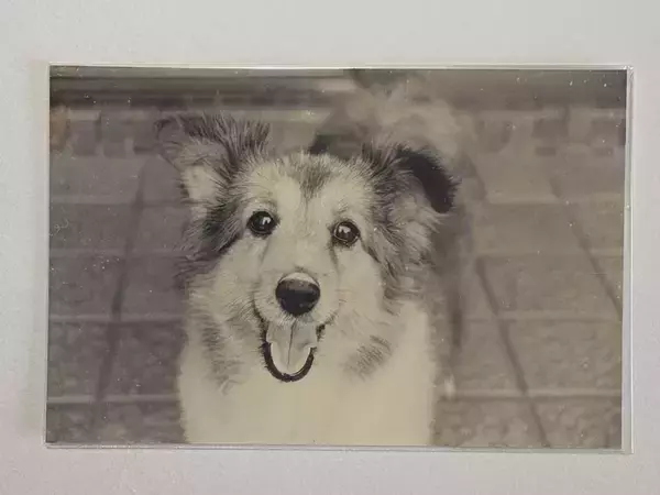 20年以上前の亡き愛犬　瞳を拡大してみると？「泣いてしまった」「会ってなでたい」