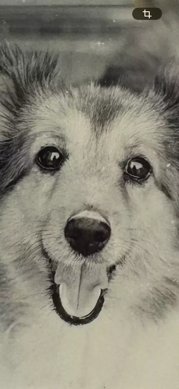 20年以上前の亡き愛犬　瞳を拡大してみると？「泣いてしまった」「会ってなでたい」