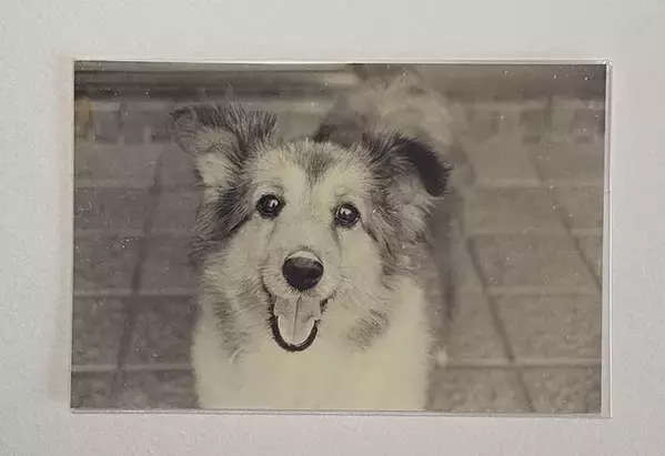 20年以上前の亡き愛犬　瞳を拡大してみると？「泣いてしまった」「会ってなでたい」