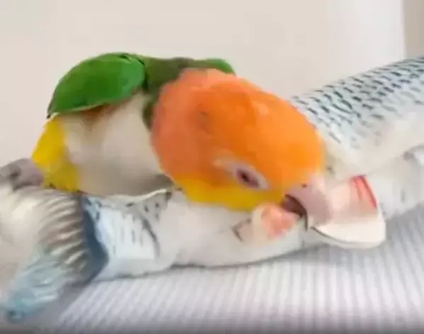魚のオモチャに戦闘本能が覚醒！　インコがとった行動に「とどめを刺しにきてる」