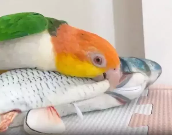 魚のオモチャに戦闘本能が覚醒！　インコがとった行動に「とどめを刺しにきてる」