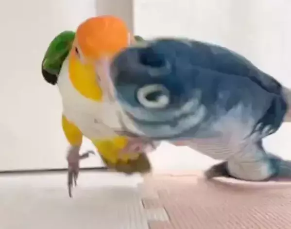 魚のオモチャに戦闘本能が覚醒！　インコがとった行動に「とどめを刺しにきてる」