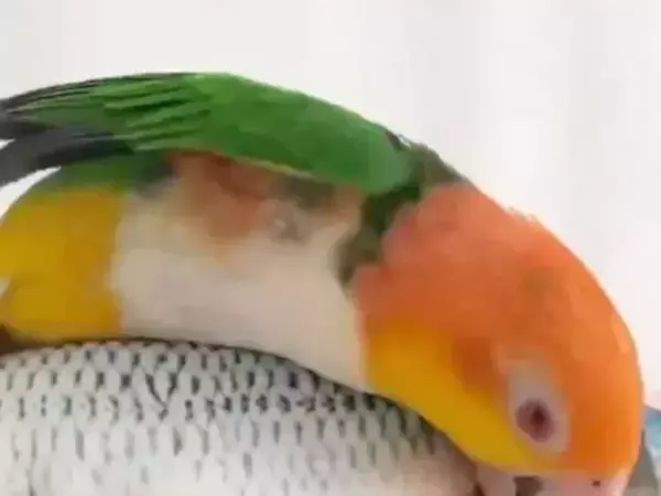 魚のオモチャに戦闘本能が覚醒！　インコがとった行動に「とどめを刺しにきてる」