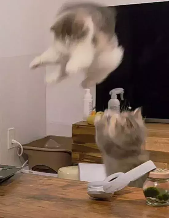 2匹の猫を撮影した1枚　あまりの情報量に「どういう状況？」「面白い」