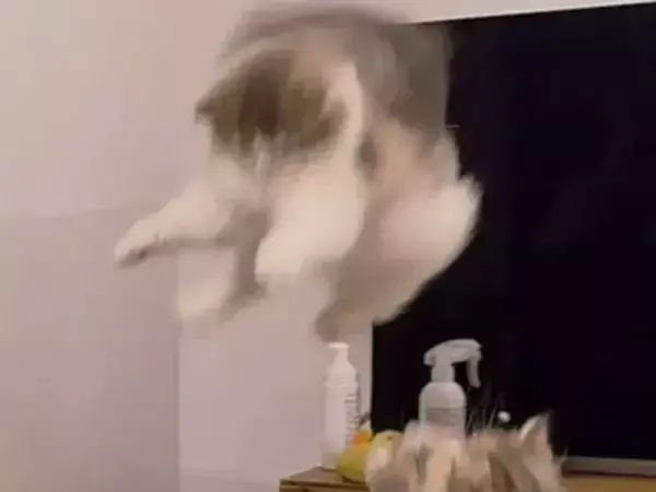 2匹の猫を撮影した1枚　あまりの情報量に「どういう状況？」「面白い」