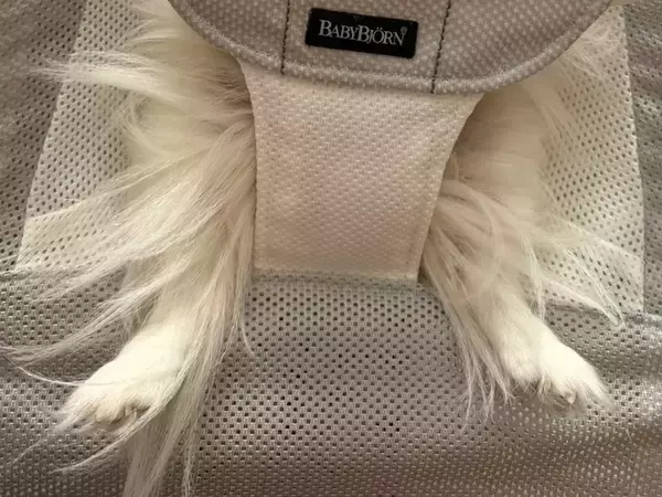 赤ちゃん用のイスを羨ましそうに見ていた犬　念願叶ってのせてもらうと…「とろけてますやん！」