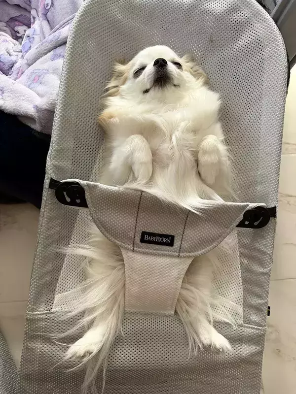 赤ちゃん用のイスを羨ましそうに見ていた犬　念願叶ってのせてもらうと…「とろけてますやん！」