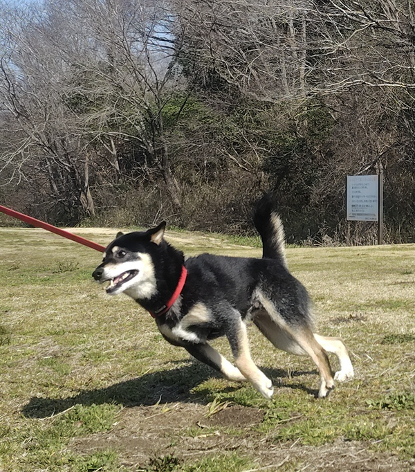 妻「私と散歩してる時の顔です」　飼い主夫婦への『態度の差』に「ごめん爆笑した」「これは泣いちゃう」