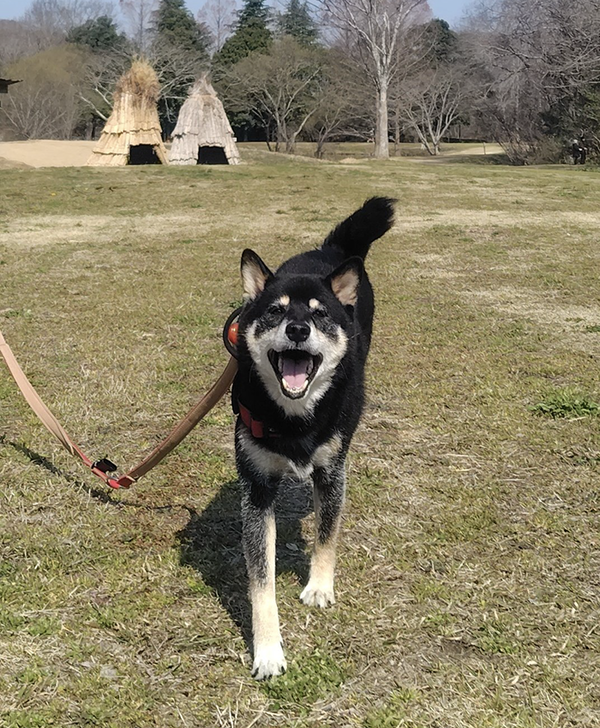 妻「私と散歩してる時の顔です」　飼い主夫婦への『態度の差』に「ごめん爆笑した」「これは泣いちゃう」