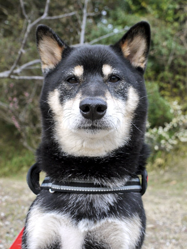 妻「私と散歩してる時の顔です」　飼い主夫婦への『態度の差』に「ごめん爆笑した」「これは泣いちゃう」