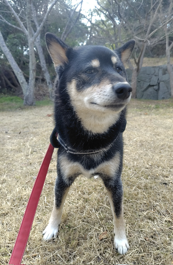 妻「私と散歩してる時の顔です」　飼い主夫婦への『態度の差』に「ごめん爆笑した」「これは泣いちゃう」