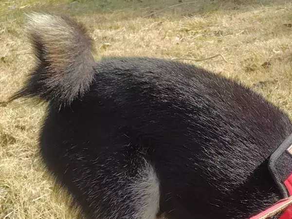 妻「私と散歩してる時の顔です」　飼い主夫婦への『態度の差』に「ごめん爆笑した」「これは泣いちゃう」