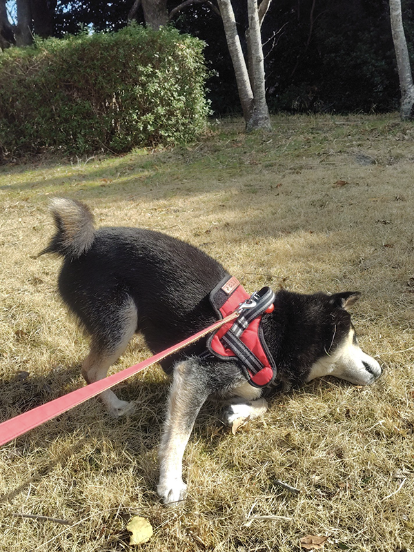 妻「私と散歩してる時の顔です」　飼い主夫婦への『態度の差』に「ごめん爆笑した」「これは泣いちゃう」