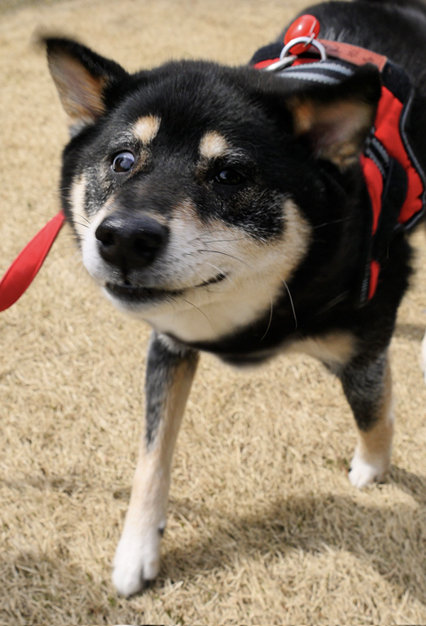 妻「私と散歩してる時の顔です」　飼い主夫婦への『態度の差』に「ごめん爆笑した」「これは泣いちゃう」