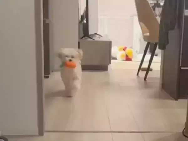 おもちゃをくわえて走る犬　その姿に「走るの下手すぎ選手権優勝」「面白い」