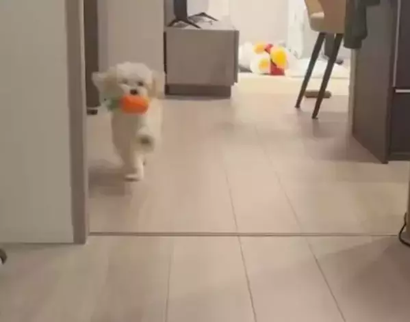 おもちゃをくわえて走る犬　その姿に「走るの下手すぎ選手権優勝」「面白い」