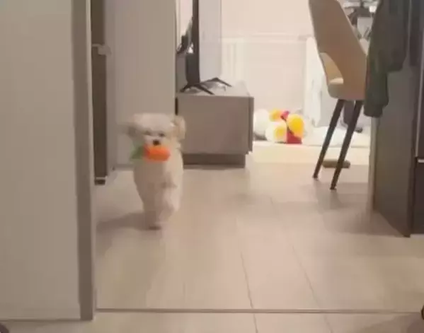 おもちゃをくわえて走る犬　その姿に「走るの下手すぎ選手権優勝」「面白い」