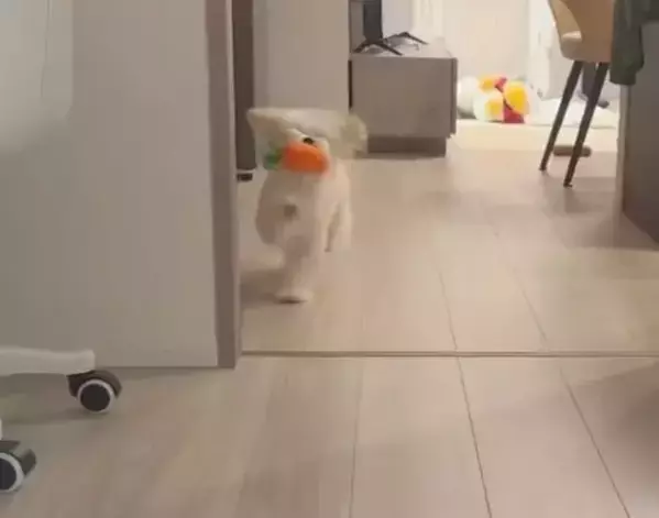 おもちゃをくわえて走る犬　その姿に「走るの下手すぎ選手権優勝」「面白い」