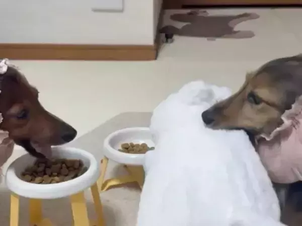 食事の席へぬいぐるみを運ぶ犬　配置を微調整する姿に「こだわりがすごい」