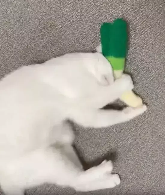 激しいキックの最中にふと我に返る猫　飼い主へ見せた表情に「ずっと見てられる」