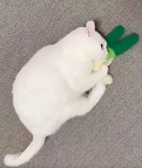 激しいキックの最中にふと我に返る猫　飼い主へ見せた表情に「ずっと見てられる」