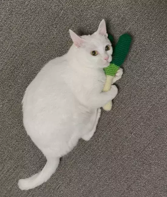 激しいキックの最中にふと我に返る猫　飼い主へ見せた表情に「ずっと見てられる」