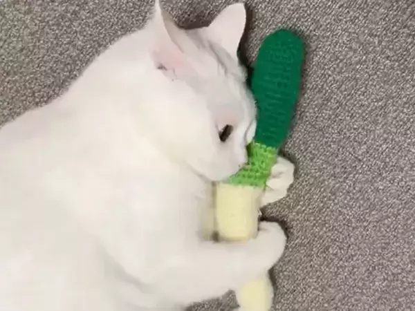 激しいキックの最中にふと我に返る猫　飼い主へ見せた表情に「ずっと見てられる」