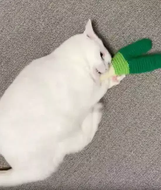 激しいキックの最中にふと我に返る猫　飼い主へ見せた表情に「ずっと見てられる」