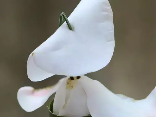 落ちていたツバキの花を使って…　できたものに「発想がすごすぎる」「なんて粋な作品」