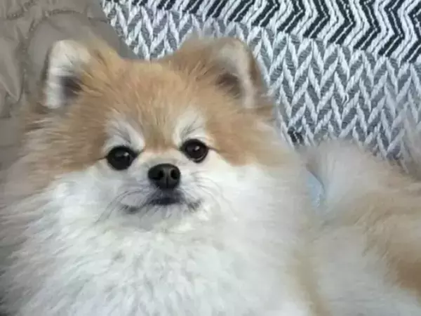 ドッグランで愛犬を見失った飼い主　発見した『まさかの場所』とは？