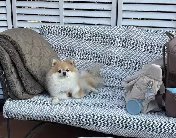 ドッグランで愛犬を見失った飼い主　発見した『まさかの場所』とは？