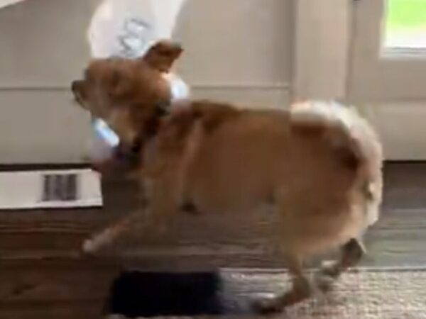 郵便配達員が来ると、なぜか戦闘態勢に入るチワワ　次の瞬間？「爆笑した」「激しい」