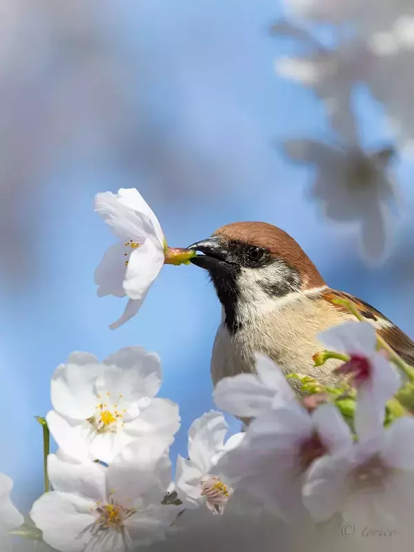 スズメがくわえていたのは？　桜にとまる様子を観察していると…「どこかの音楽隊かな？」