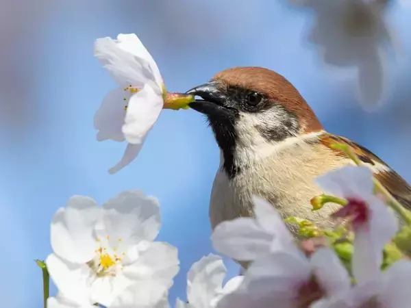 スズメがくわえていたのは？　桜にとまる様子を観察していると…「どこかの音楽隊かな？」
