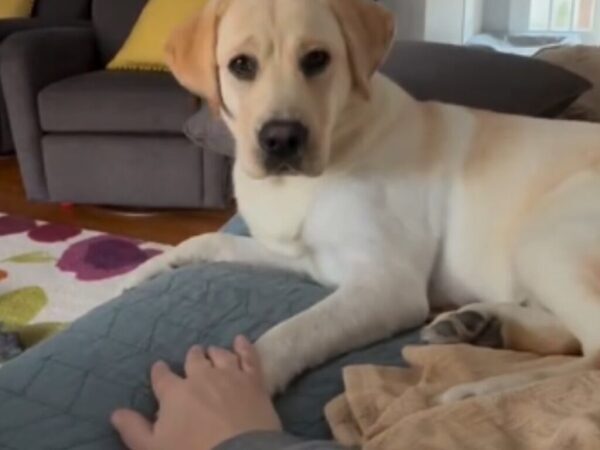 「まるで人間の子供みたい」　前脚の上に手を乗せたら？　犬の『リアクション』に448万人が大笑い！