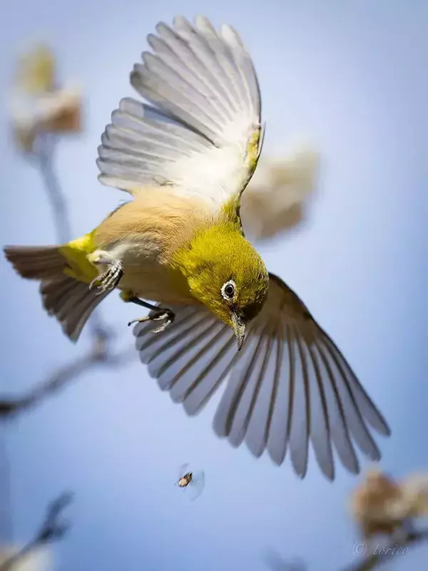 大きく羽を広げるメジロ、狙っていたのは…「覚悟しろって言ってる」「眼差しがかっこいい！」