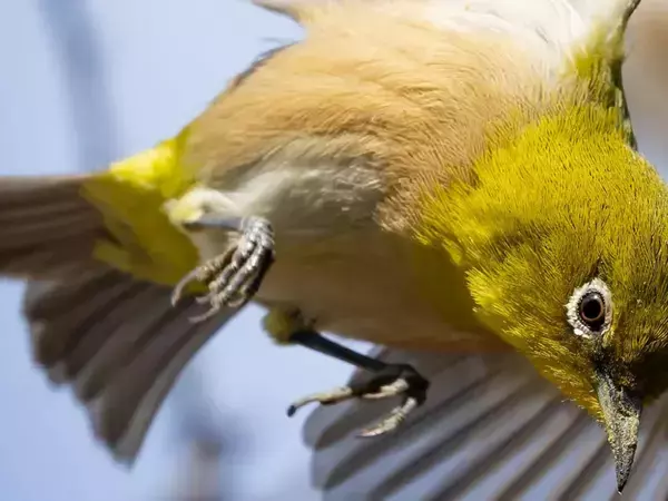 大きく羽を広げるメジロ、狙っていたのは…「覚悟しろって言ってる」「眼差しがかっこいい！」