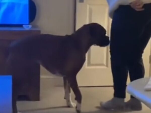 「アカデミー賞ものの演技力」「爆笑した」　トイレに行きたがる犬にドアを開けてあげたら？