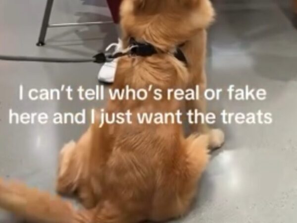 犬が店員に向かって「オヤツください！」　しかしアピールしていた『相手』が…？「かわいそうだけど笑った」