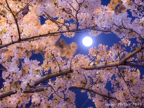 2026年の『ピンクムーン』がいよいよ…　 特別な満月に願いを込めよう