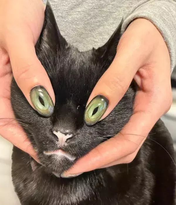 ネイルをした指を黒猫の額に当てると…　見事な姿に「神秘的」「最高だ」