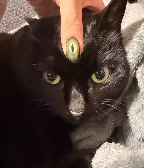 ネイルをした指を黒猫の額に当てると…　見事な姿に「神秘的」「最高だ」