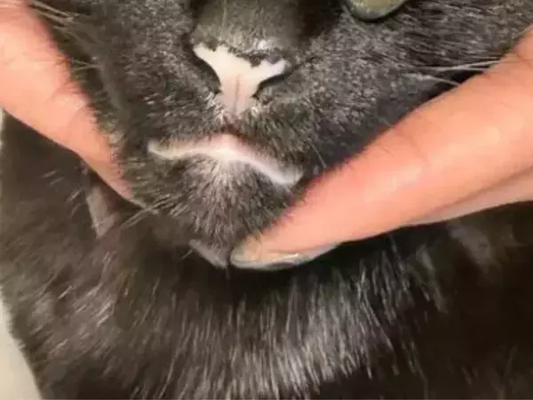 ネイルをした指を黒猫の額に当てると…　見事な姿に「神秘的」「最高だ」