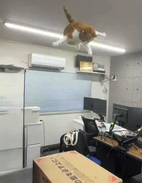 看板猫のジャンプを撮影したら…　度肝を抜かれる姿に「一体どこから」「プロっぽい」