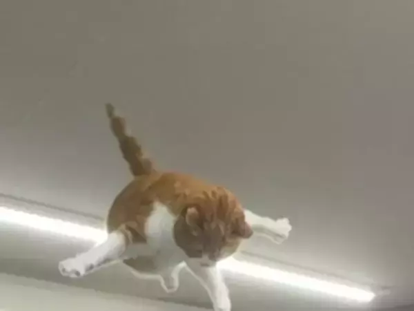 看板猫のジャンプを撮影したら…　度肝を抜かれる姿に「一体どこから」「プロっぽい」