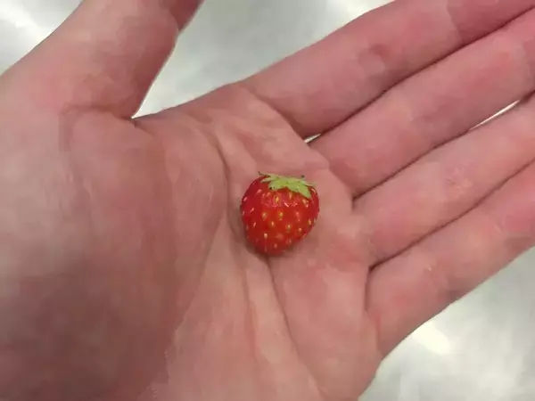 規格外のイチゴを持たせたのは…　和菓子職人の発想に「かわいすぎ」「最適解」