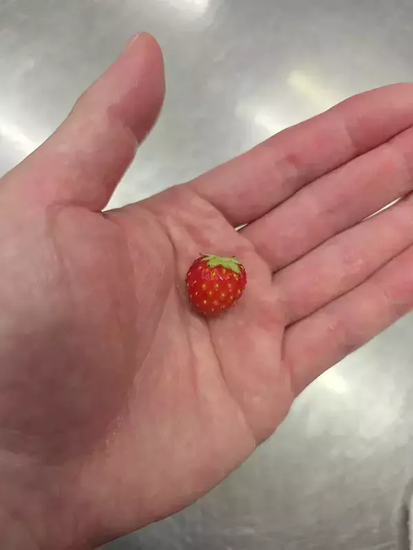 規格外のイチゴを持たせたのは…　和菓子職人の発想に「かわいすぎ」「最適解」